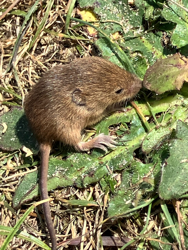 Eurasian Harvest Mouse, Den Hoorn, North Holland, NL, photo 6 of 10