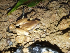 Microhyla achatina