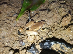 Microhyla achatina