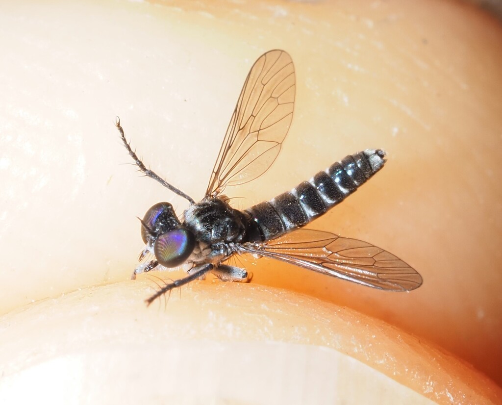 Dichropogon schineri