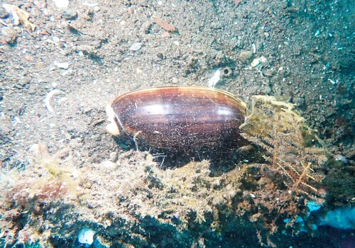 Oliva miniacea marrati, 2025-08-05