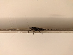 Ensifera