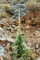 Verbascum macrurum