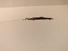 Ensifera