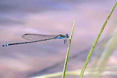 Pseudagrion indicum