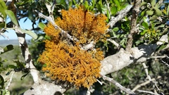 Teloschistes inflatus