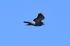 Columba eversmanni