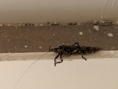 Ensifera