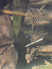 Pseudagrion indicum