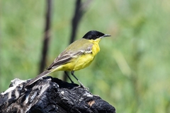 Motacilla flava feldegg