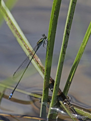 Pseudagrion indicum