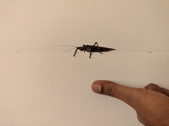 Ensifera