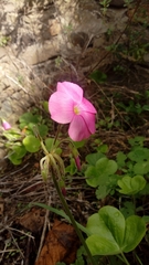 Oxalis bowiei