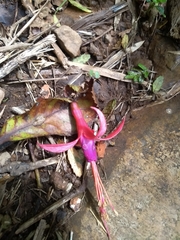 Fuchsia regia