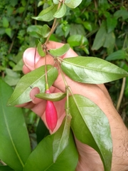 Fuchsia regia