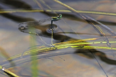 Pseudagrion indicum