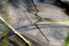 Pseudagrion indicum