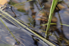 Pseudagrion indicum
