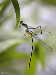 Pseudagrion indicum