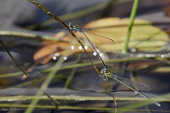 Pseudagrion indicum