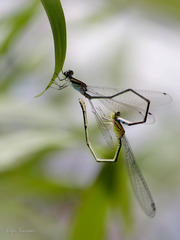 Pseudagrion indicum