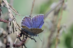 Plebejus maracandicus