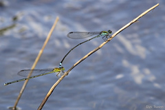 Pseudagrion indicum