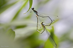 Pseudagrion indicum