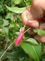 Fuchsia regia