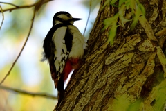 Dendrocopos leucopterus