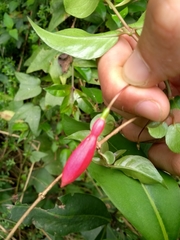 Fuchsia regia