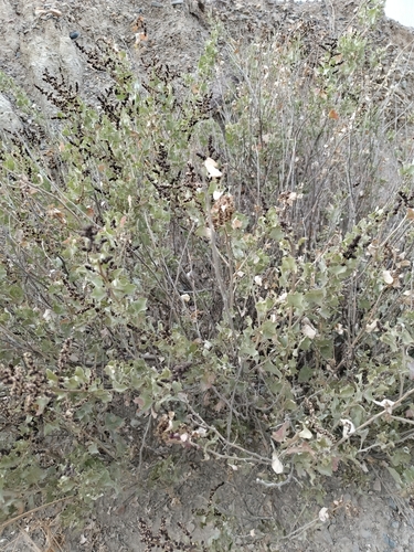 Atriplex rusbyi, photograph 2