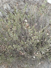 Atriplex rusbyi, photograph author not stated, no rights reserved