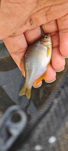 Chinese bitterling (Rhodeus sinensis) — Cyprinidae — 3