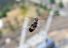 Phoracantha semipunctata