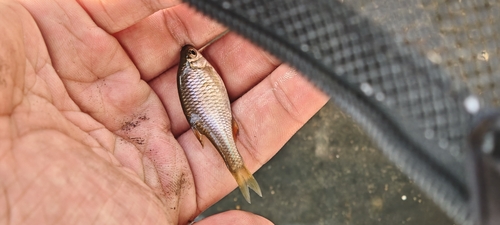Taiwan bitterling (Tanakia himantegus) — Cyprinidae — 2