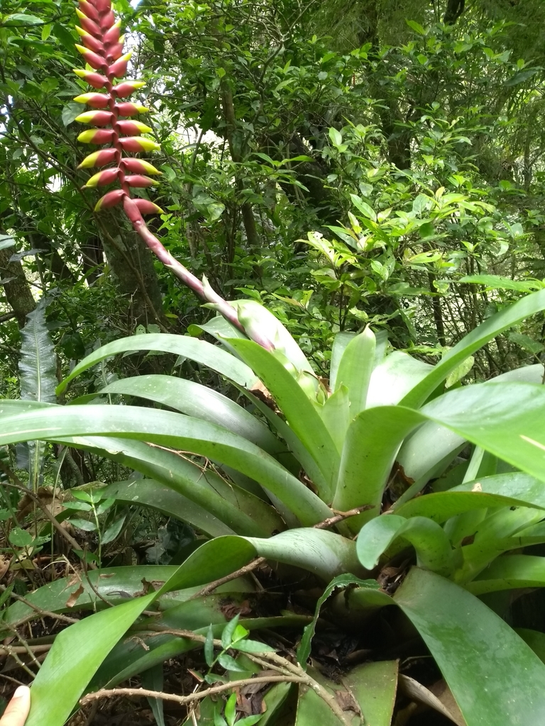 Vriesea platynema
