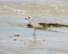 Charadrius peronii