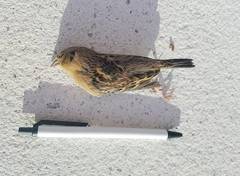 Ammodramus savannarum