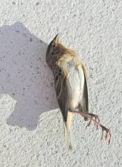 Ammodramus savannarum