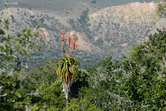 Aloe pluridens