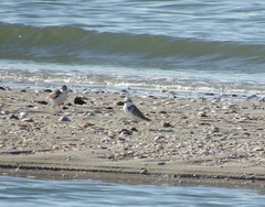 Charadrius dealbatus