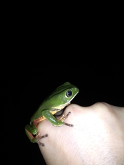 Phyllomedusa distincta