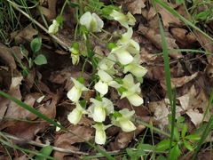 Baptisia bracteata leucophaea