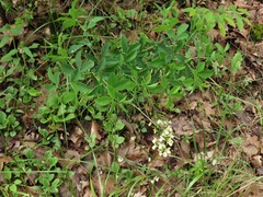 Baptisia bracteata leucophaea