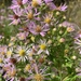 Elliott's Aster - Photo (c) lillybyrd, some rights reserved (CC BY-NC), uploaded by lillybyrd