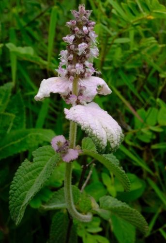 Platostoma rotundifolium, 2025-07-11