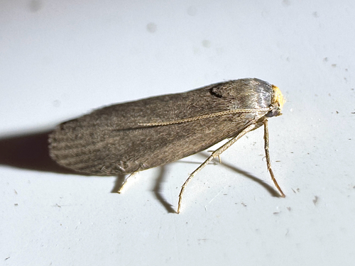 Lesser Wax Moth photo 4