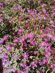 Drosanthemum