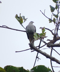 Ducula badia